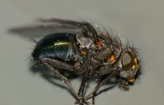 Xenocalliphora