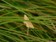 Idaea serpentata
