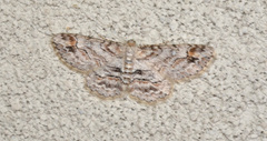 Neoalcis californiaria