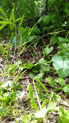 Poa reflexa