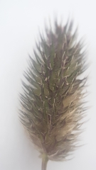 Phleum alpinum alpinum