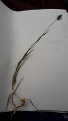 Phleum alpinum alpinum