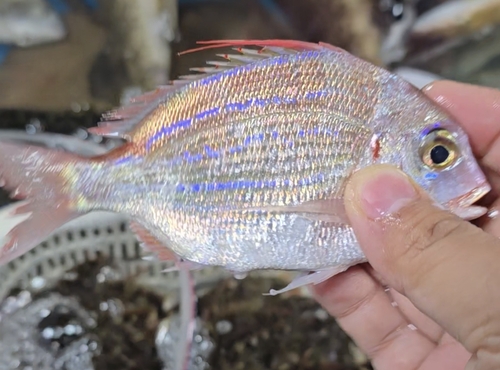 Threadfin Porgy