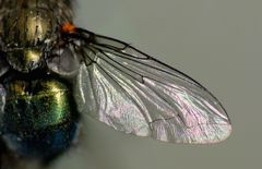 Xenocalliphora