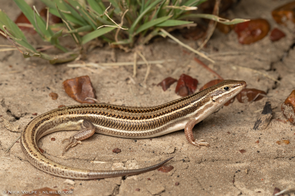 Black-Soil Ctenotus