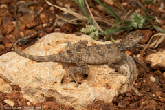 Eyrean Earless Dragon photo 5