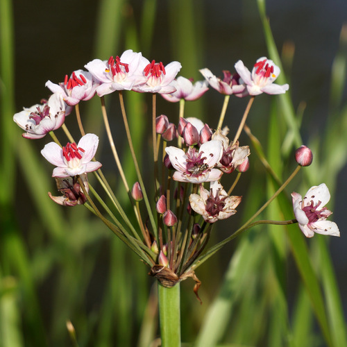 Flowering-rush