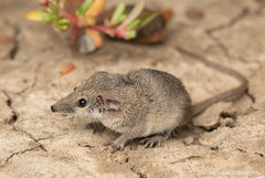 Long-Tailed Planigale photo 1