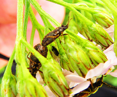Nithecus jacobaeae