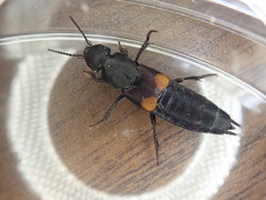 Platydracus fossator