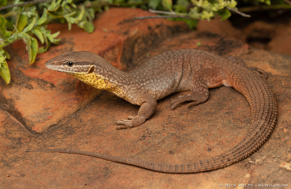 Varanus citrinus GULF RIDGE-TAILED MONITOR