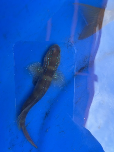 Bluestripe shrimpgoby (Cryptocentrus cyanotaenia) — Gobiidae — 3