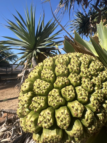 Pandanus tectorius observed 2024-12-22