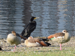 Phalacrocorax carbo