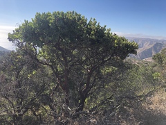 Arctostaphylos catalinae