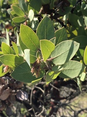 Arctostaphylos catalinae