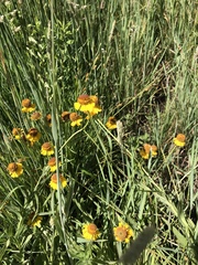 Helenium bigelovii