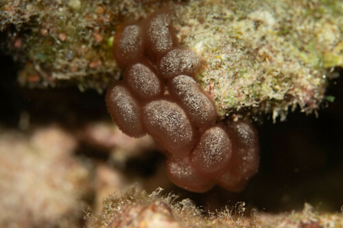 Gibsmithia hawaiiensis observed 2024-12-22