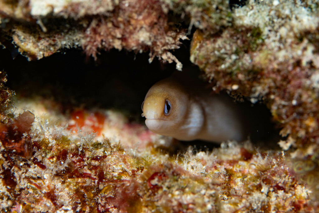 Blackspot Moray
