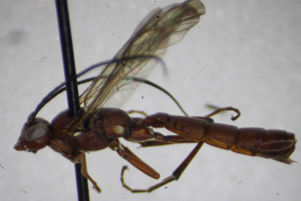 Tricholabus mitchelli