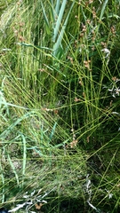 Carex prairea