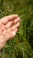Carex prairea