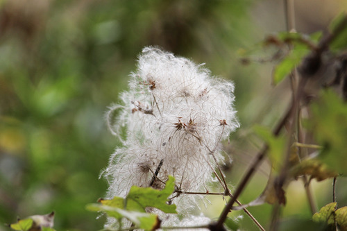 Western Virgin's Bower fruiting