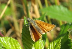Thymelicus sylvestris