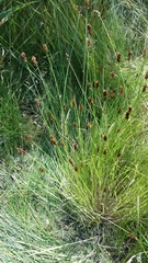 Carex prairea