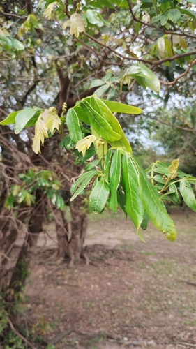 Image of Inga uraguensis by no rights reserved