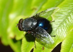 Calliphora quadrimaculata