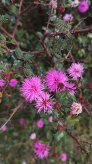 Luis Capeletti, CC0, iNaturalist via GBIF Mimosa uraguensis, photograph Luis Capeletti, CC0, iNaturalist via GBIF