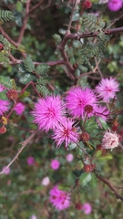 Luis Capeletti, CC0, iNaturalist via GBIF Mimosa uraguensis, photograph Luis Capeletti, CC0, iNaturalist via GBIF