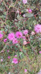 Mimosa uraguensis, photograph Luis Capeletti, CC0, iNaturalist via GBIF