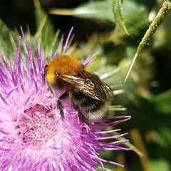 Bombus hypnorum