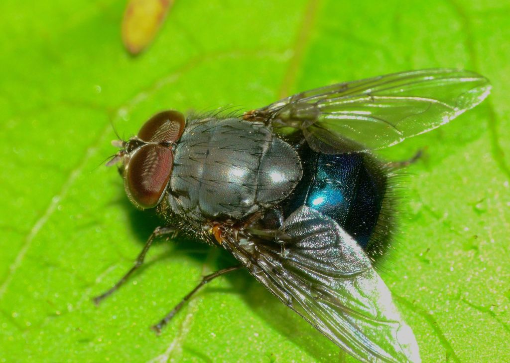 New Zealand Blue Blowfly