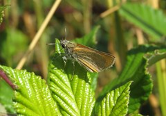 Thymelicus sylvestris