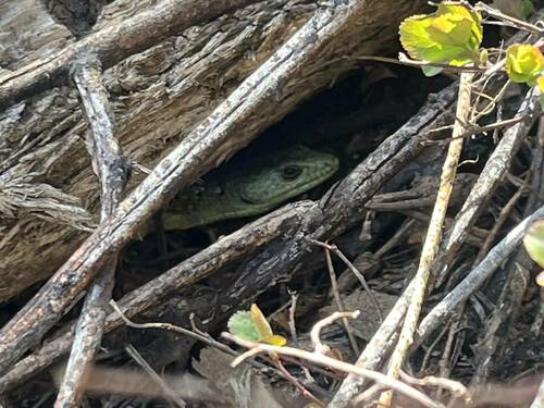 iNaturalist observation photo of Northern Alligator Lizard