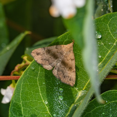 Phalaenostola eumelusalis