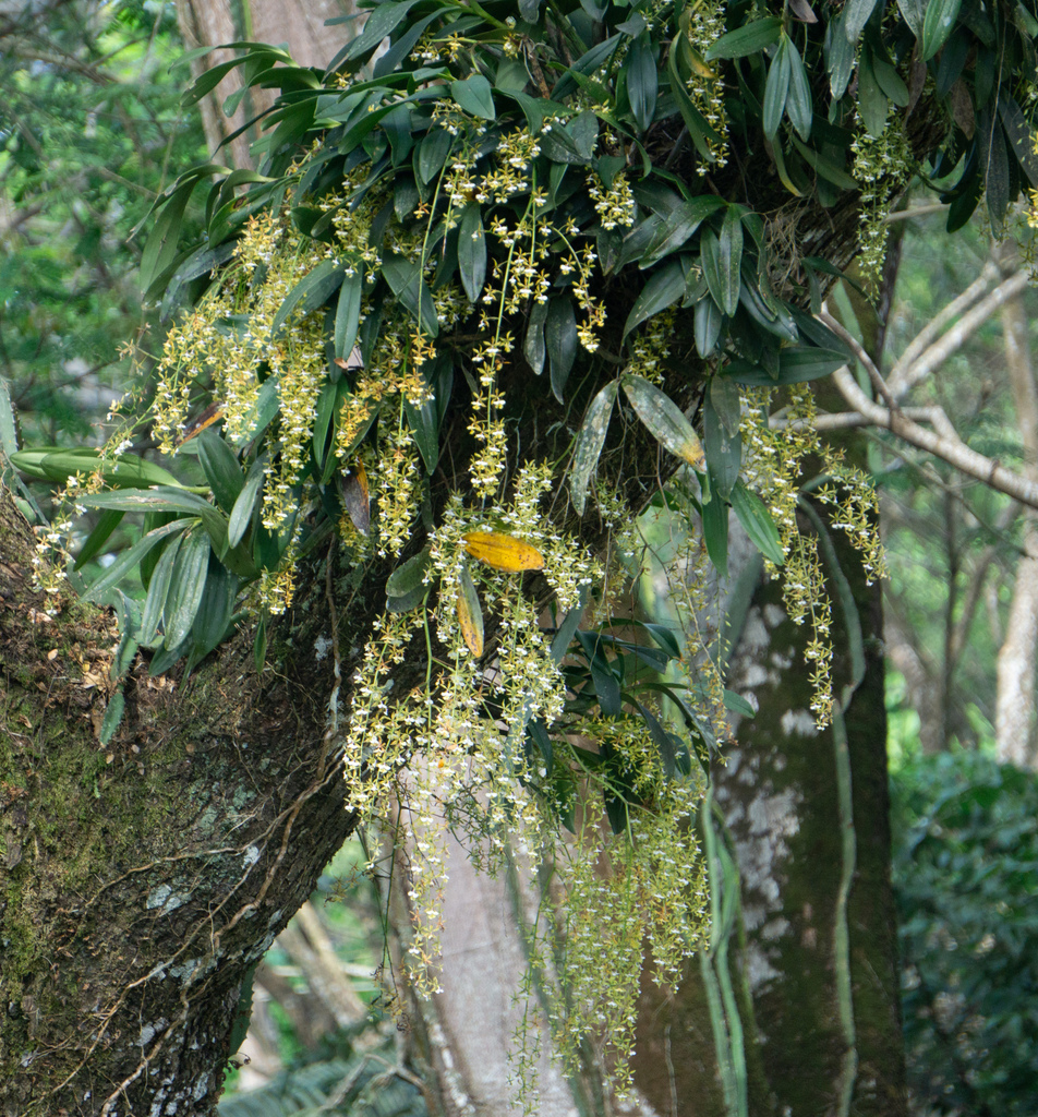 Epidendrum stamfordianum