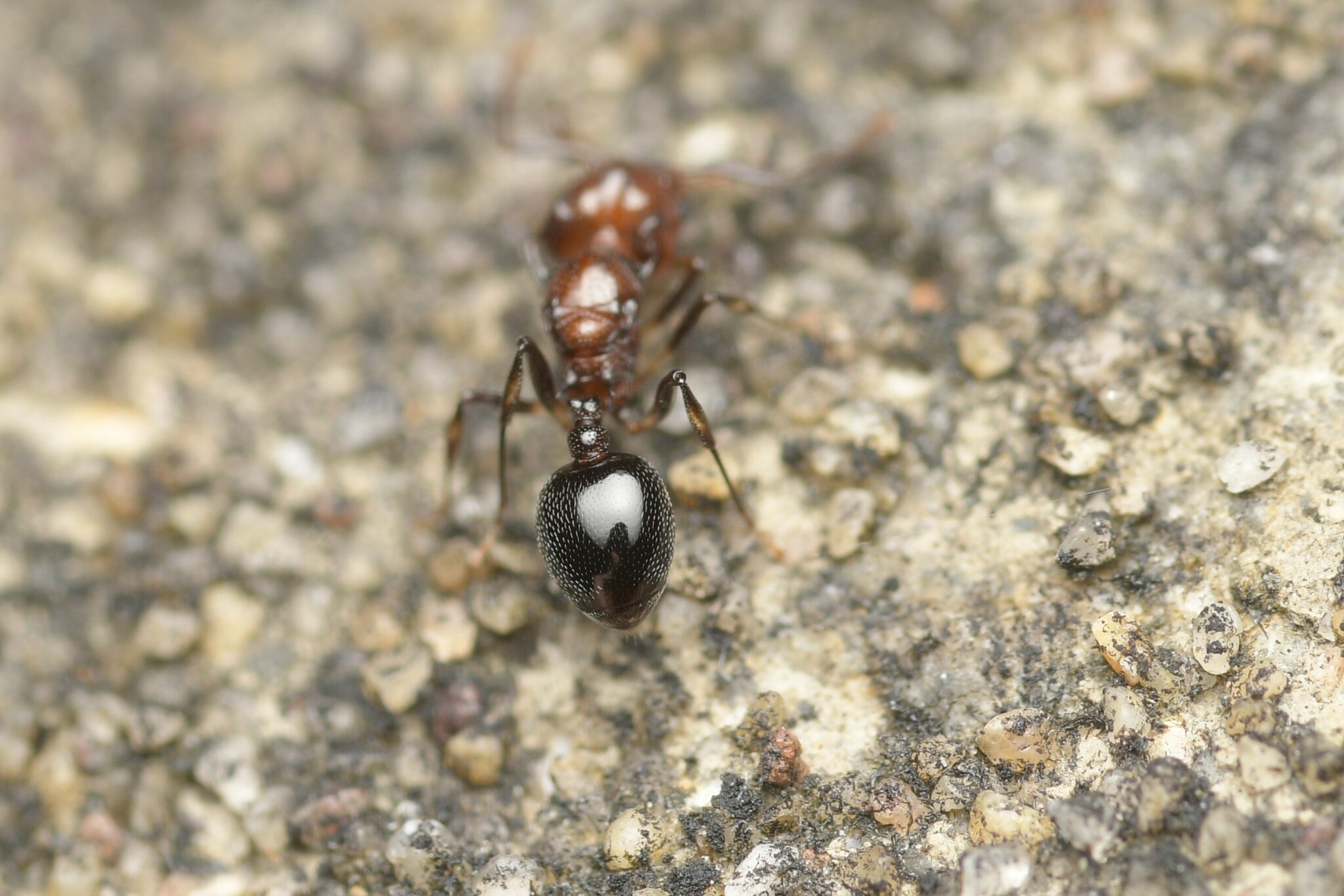 Orectognathus nigriventris