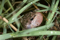 Pseudacris clarkii