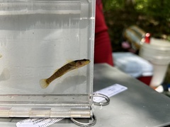 Citico Darter photo 4