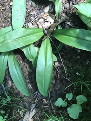 Clintonia