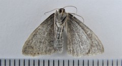 Scopula frigidaria