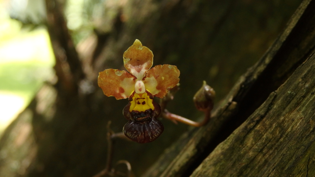 Trichocentrum lindenii
