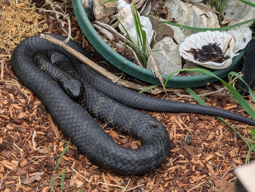 Eastern Tiger Snake sighting
