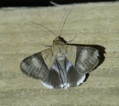 Melipotis fasciolaris