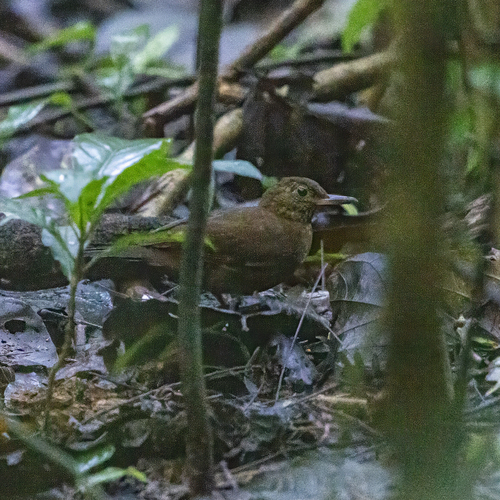 Scaly-throated Leaftosser (Sclerurus guatemalensis), photo 5