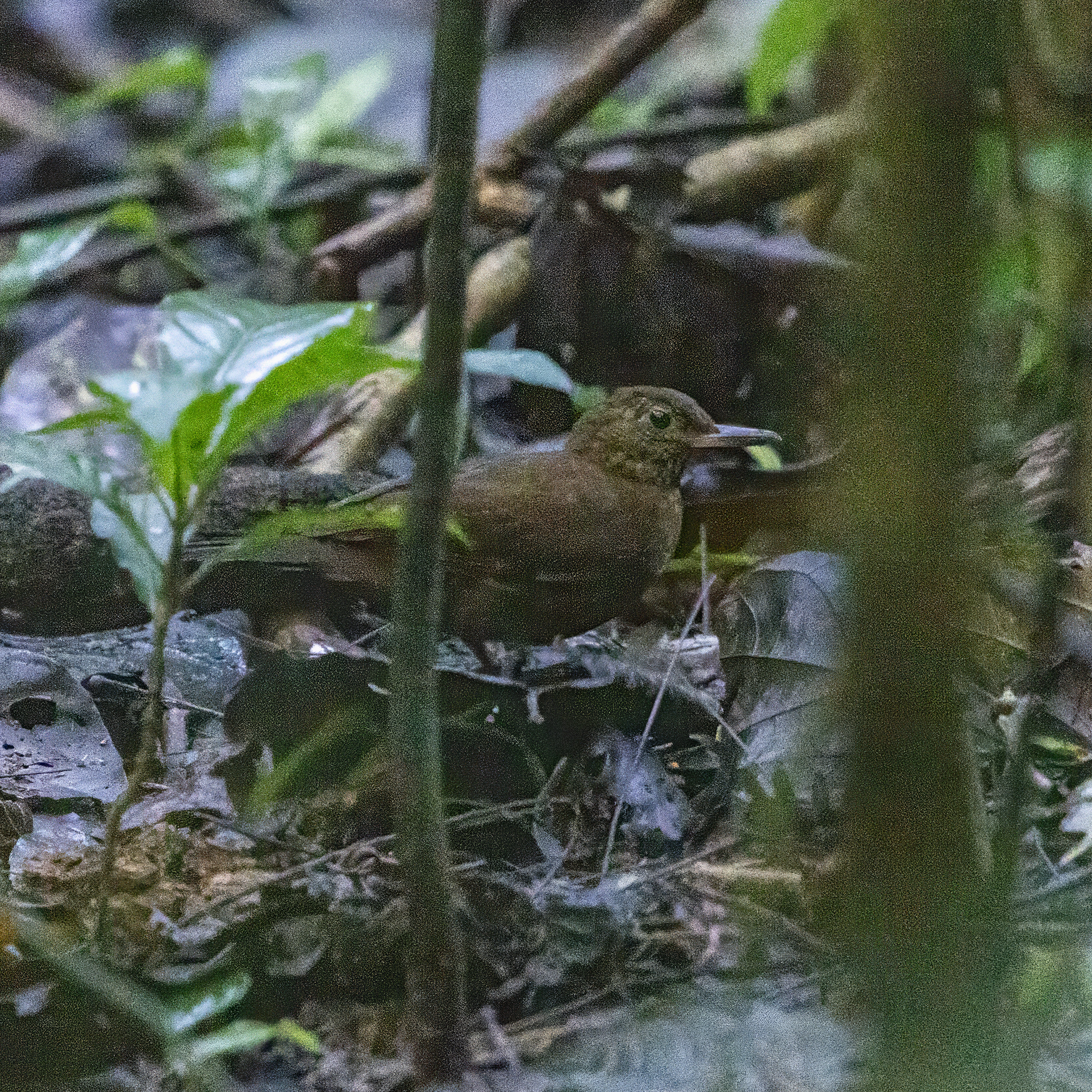Scaly-throated Leaftosser (Sclerurus guatemalensis), photo 7